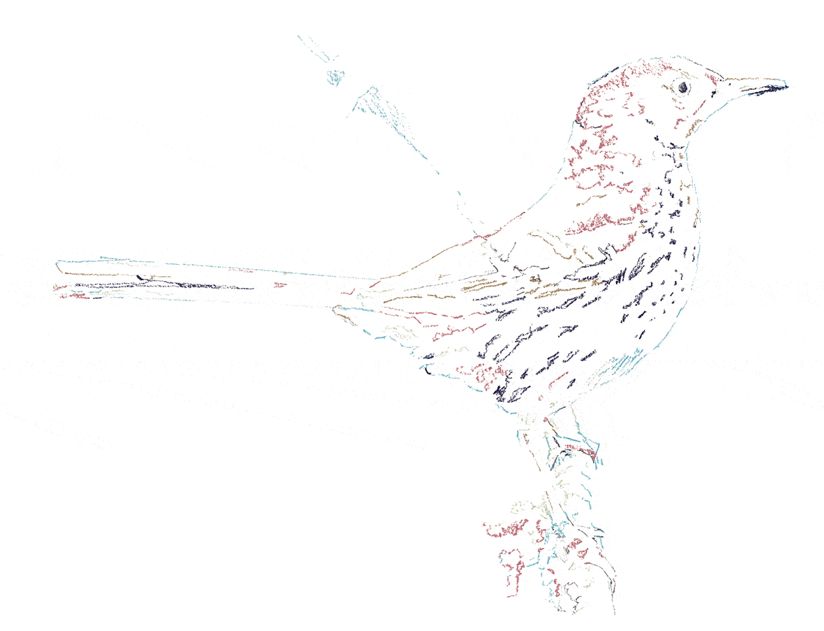 A brown thrasher, the bird with the largest vocal repertoire